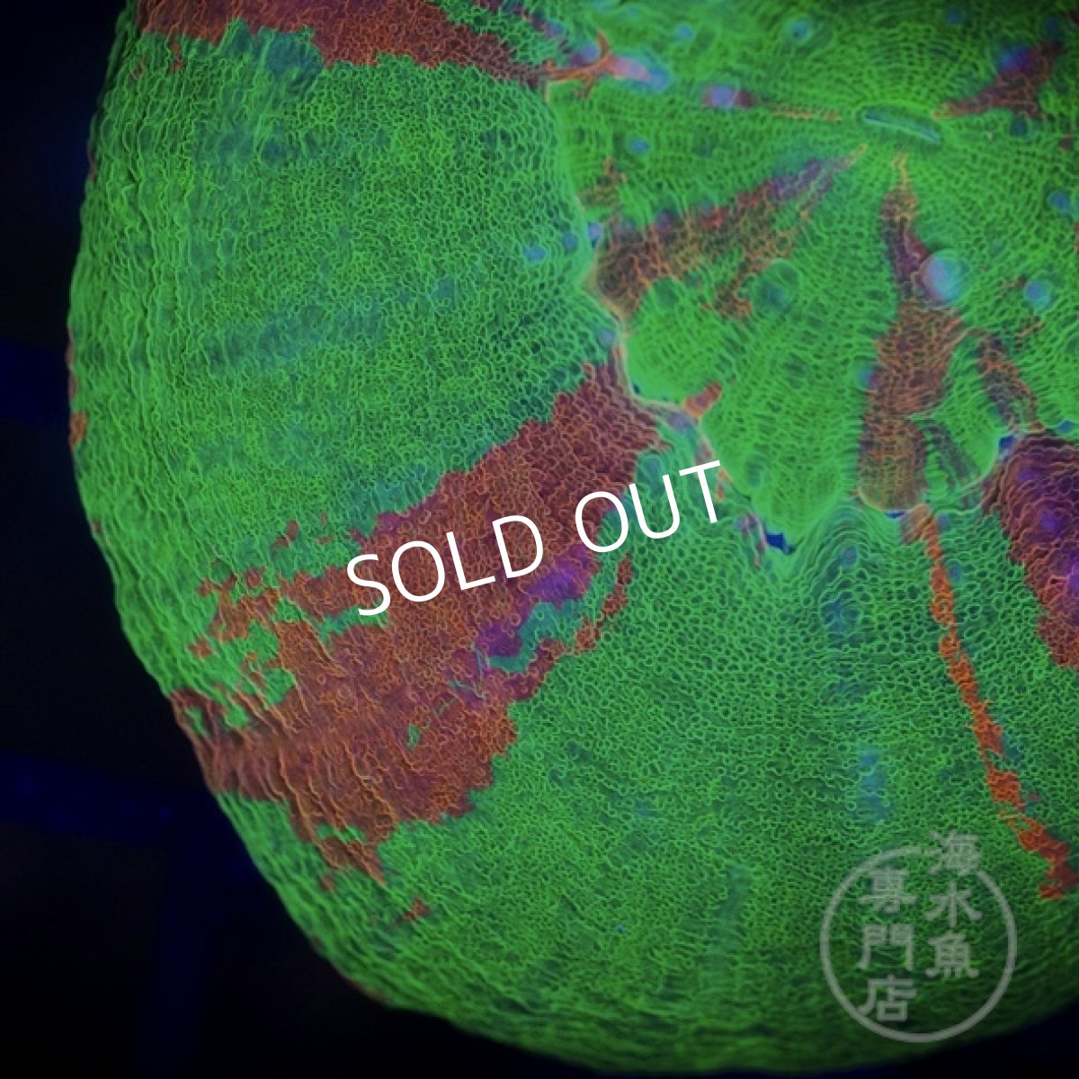 画像2: 【SALE】 MK スコリミア Bleeding Apple/Reverse  (2)