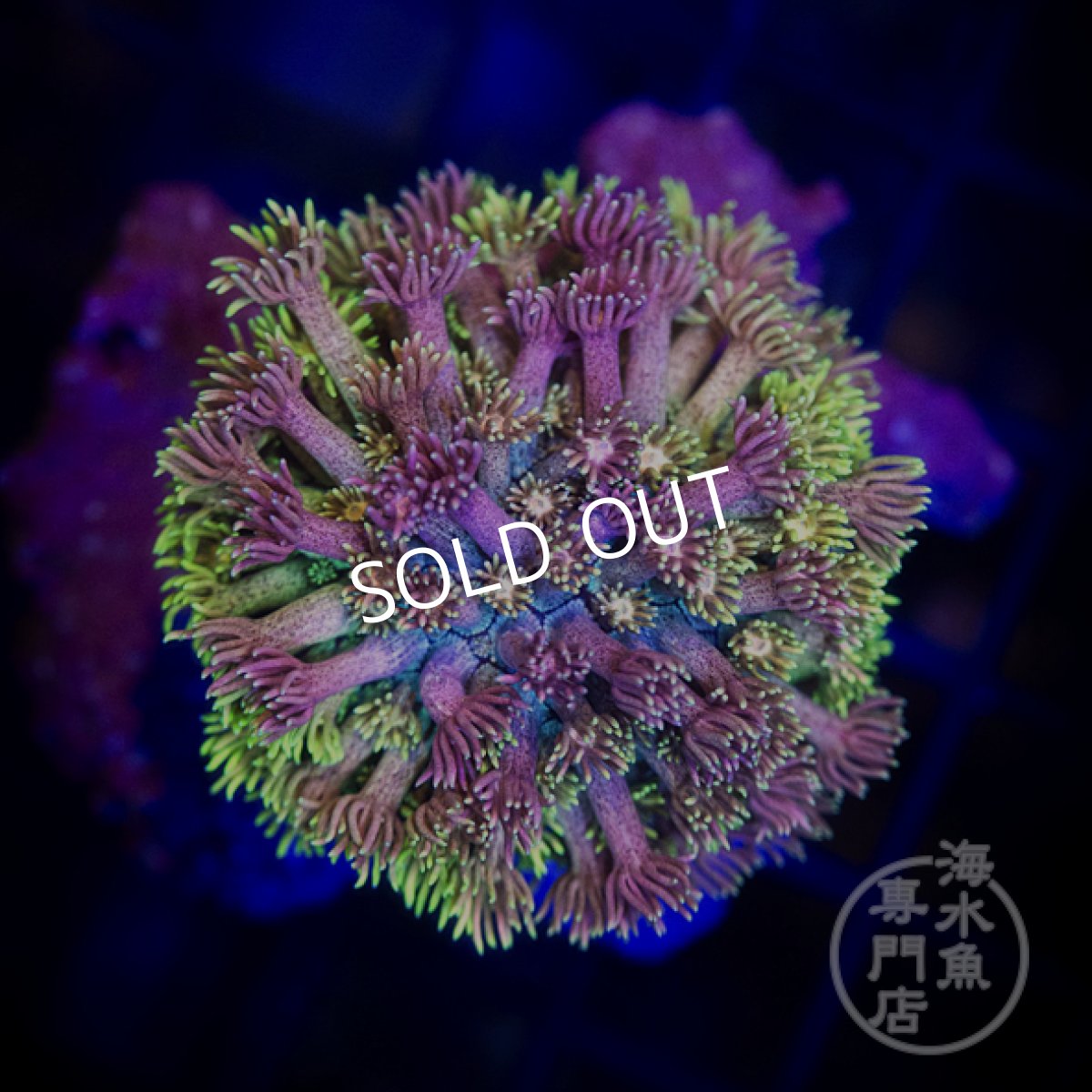 画像1: IDN ハナガササンゴ　Rainbow No.1 (1)