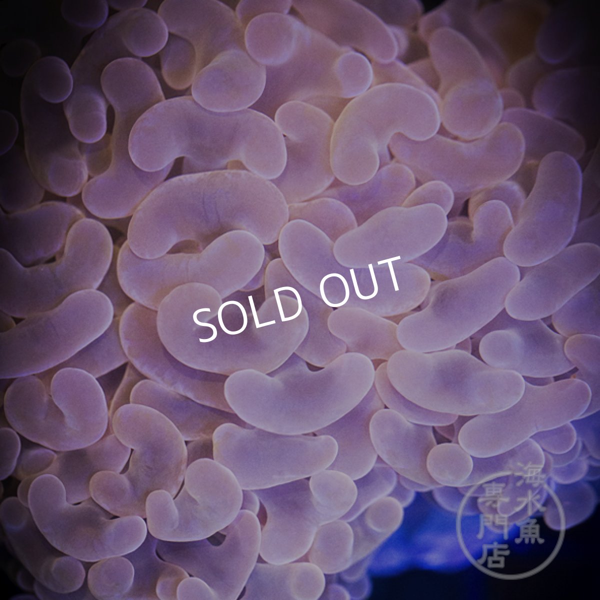 画像2:  MK ナガレハナサンゴ Gold Stem/Pink No.1 (2)