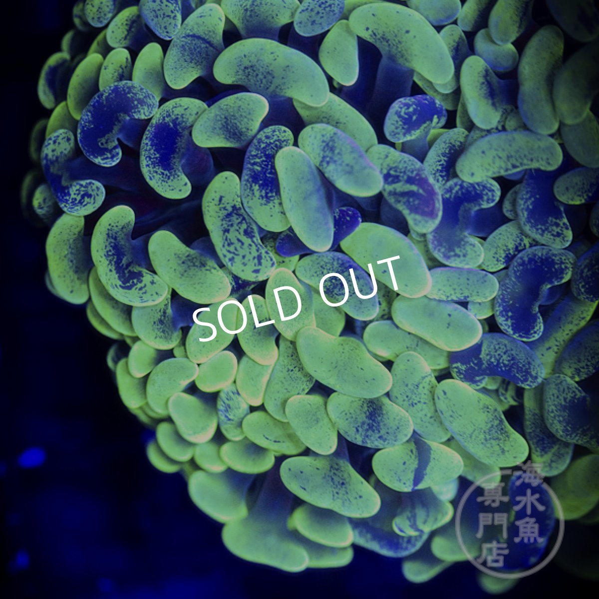 画像2:  MK ナガレハナサンゴ　Two Tone Green (2)