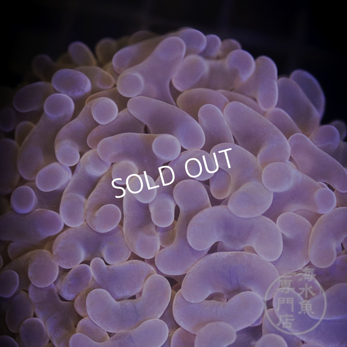 画像3:  MK ナガレハナサンゴ Gold Stem/Pink No.1 (3)