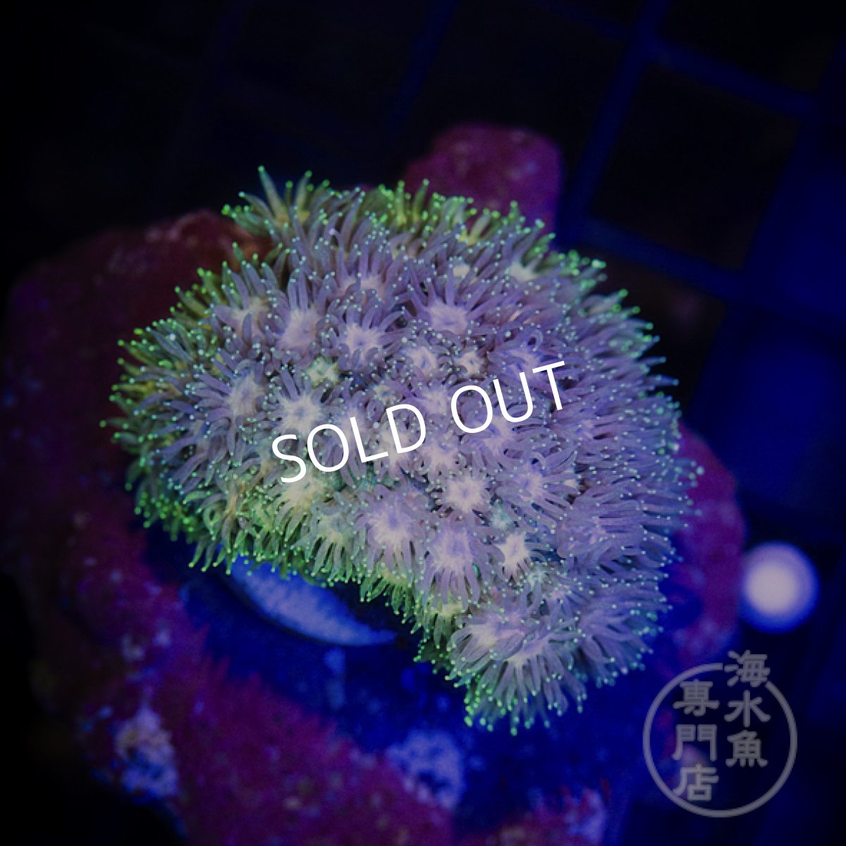 画像1: IDN ハナガササンゴ　Rainbow No.2 (1)