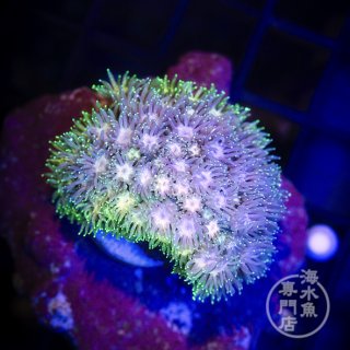 USAマメスナ ラスタ No.1 - 海水魚専門店 ceppo onlinestore