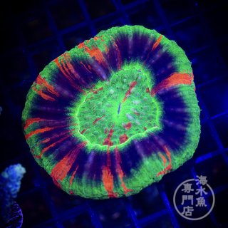 CDU スコリミア Master - 海水魚専門店 ceppo onlinestore