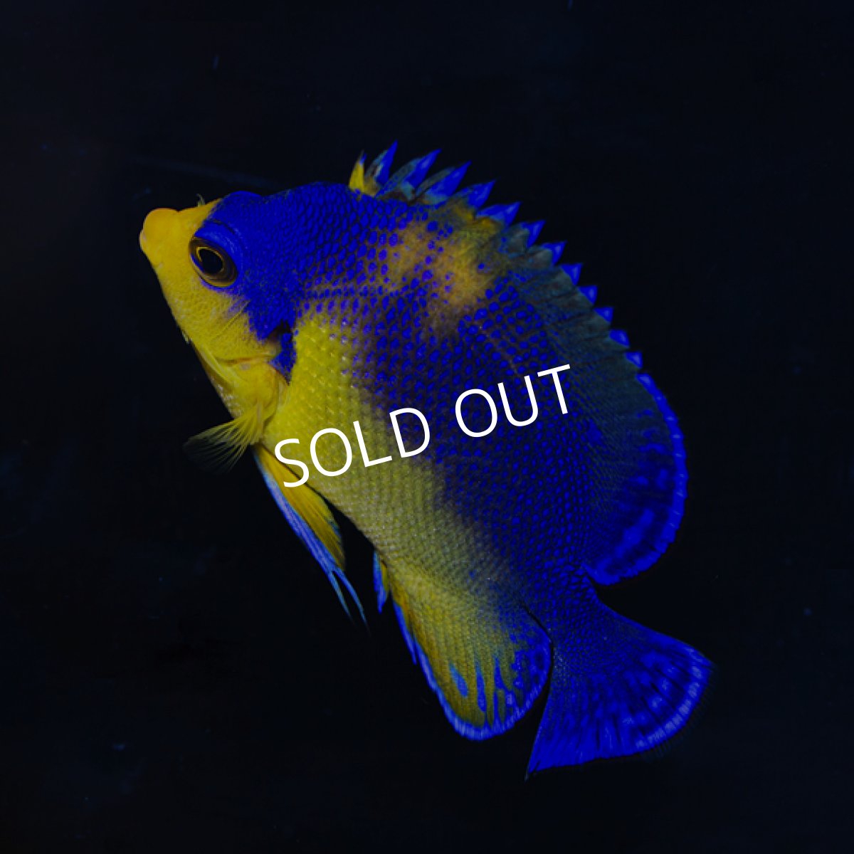 画像3: スミレヤッコ No.1 八重山産　 (3)