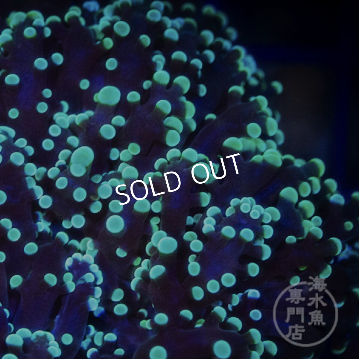 画像2:  【SALE】MK ホンタコアシサンゴ No.2 (2)