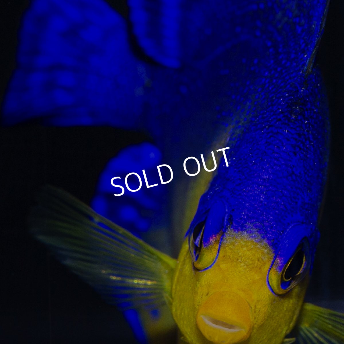 画像4: スミレヤッコ No.2 八重山産  (4)