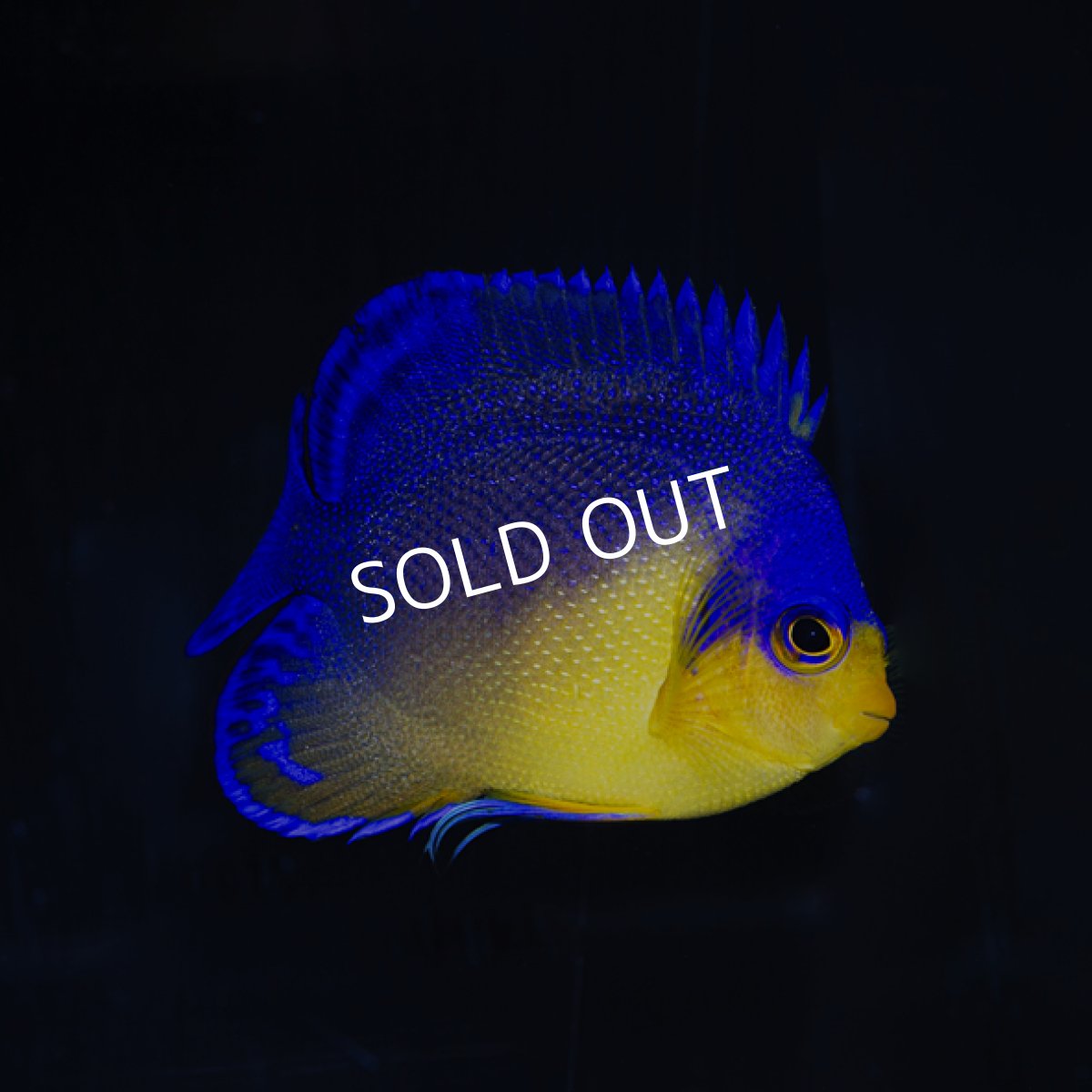 画像3: スミレヤッコ No.2 八重山産  (3)