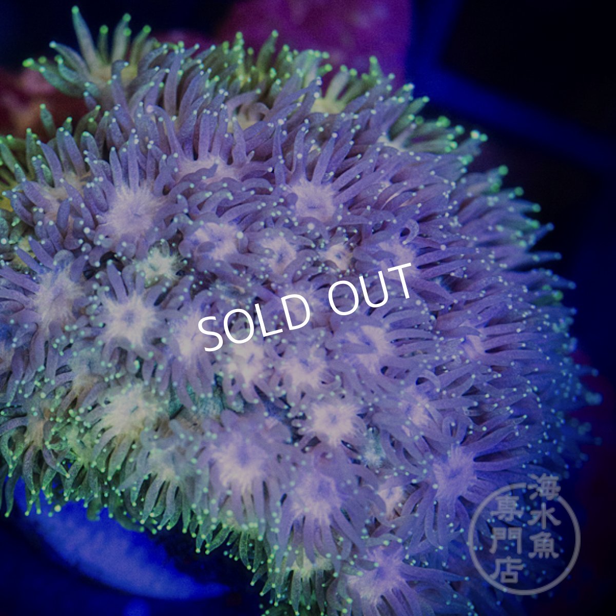 画像2: IDN ハナガササンゴ　Rainbow No.2 (2)