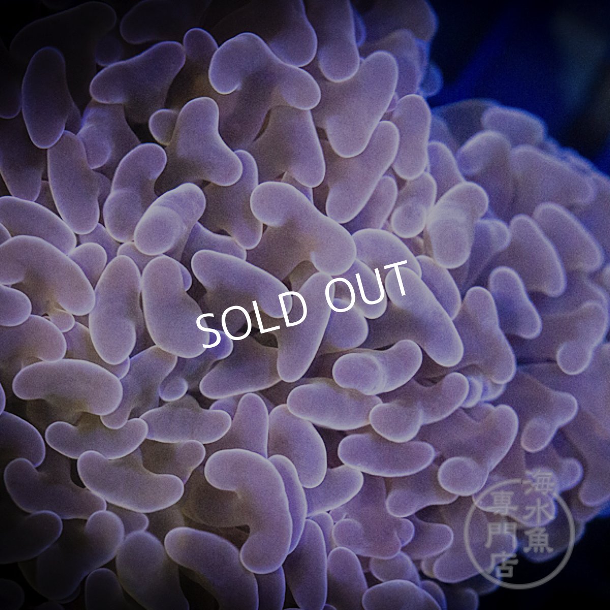 画像2:  MK ナガレハナサンゴ　Gold Stem/Pink No.2 (2)