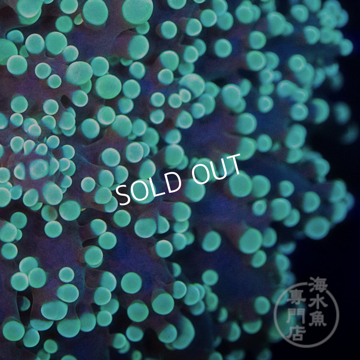 画像3: 【SALE】 MK ホンタコアシサンゴ No.1 (3)