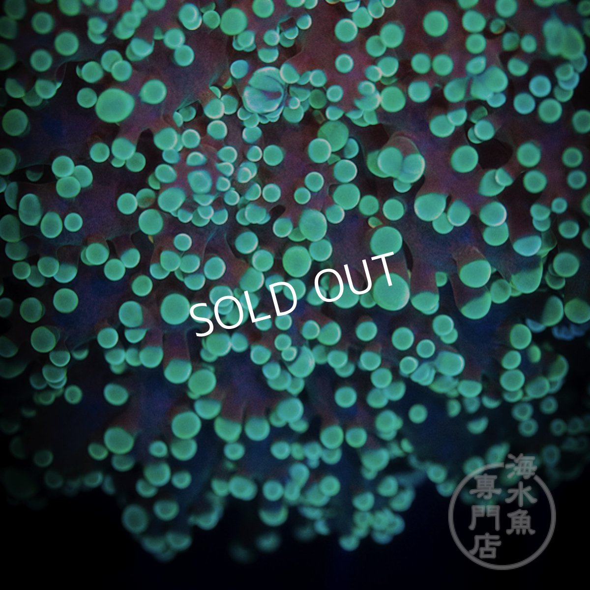 画像2: 【SALE】 MK ホンタコアシサンゴ No.1 (2)