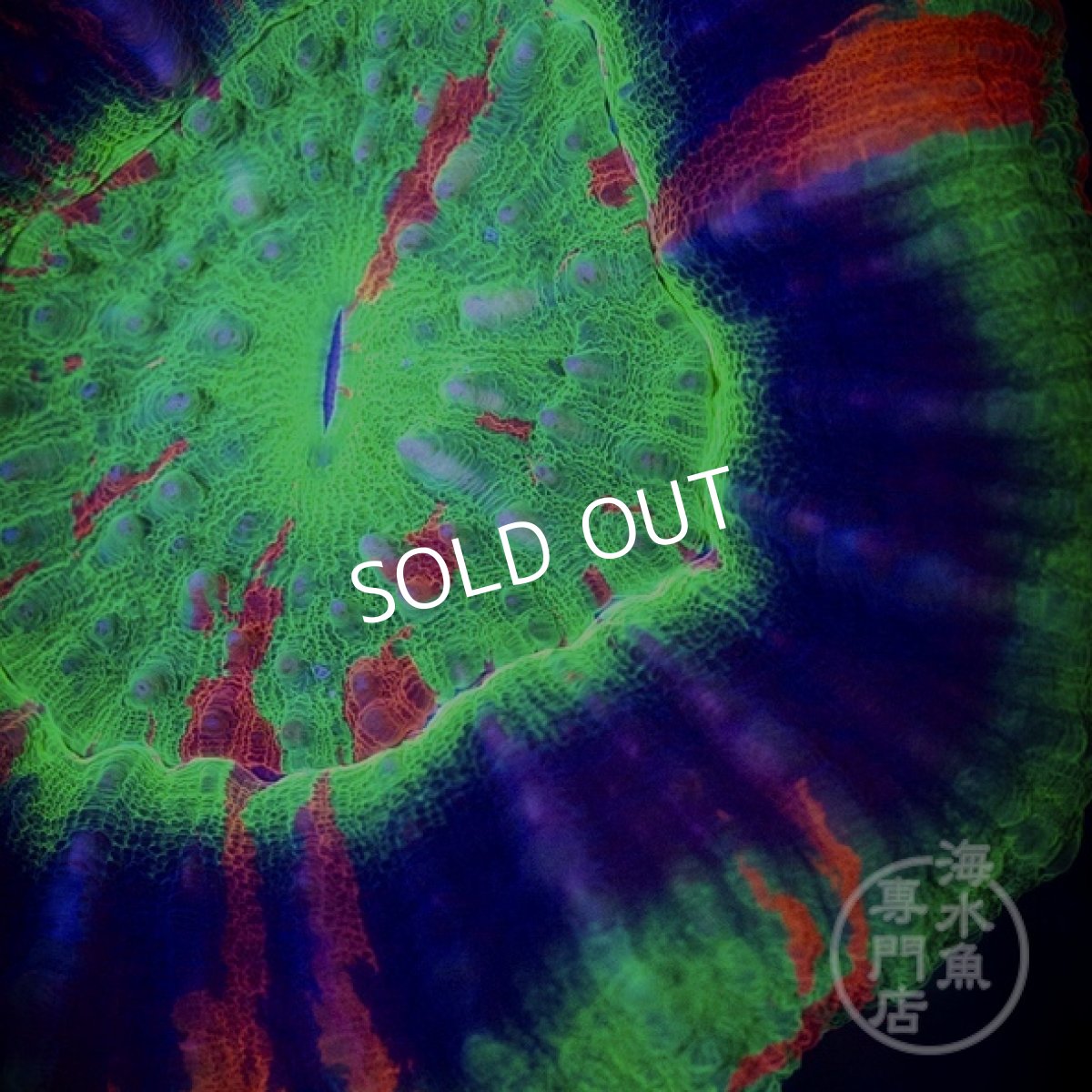 画像2: 【SALE】 MK スコリミア Spirograph Grade RARE  (2)