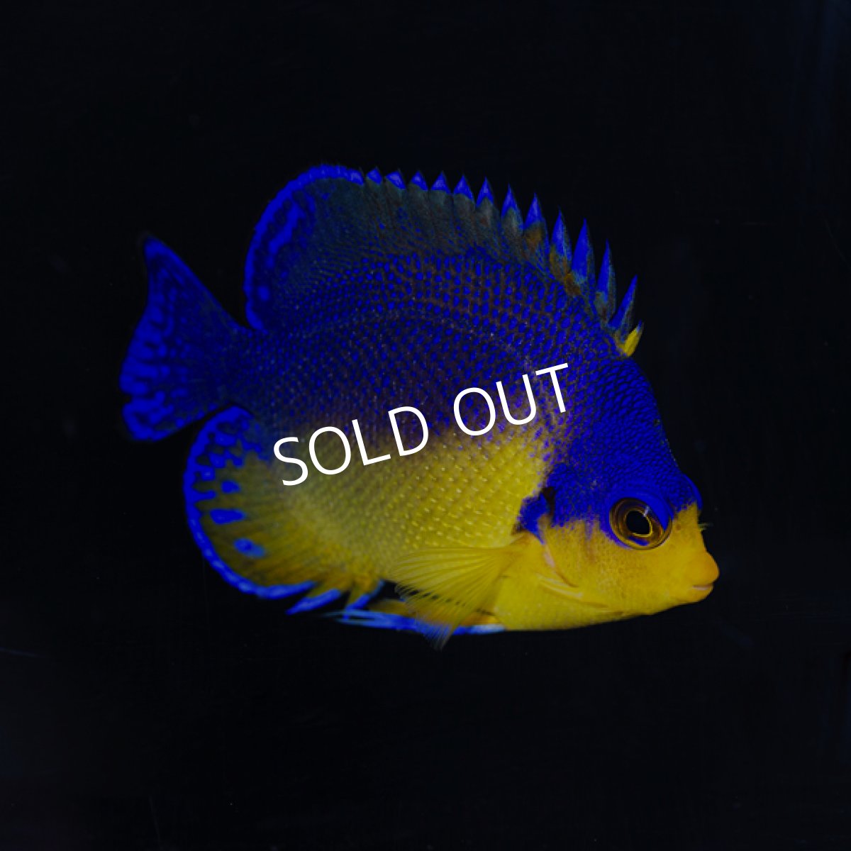 画像2: スミレヤッコ No.1 八重山産　 (2)