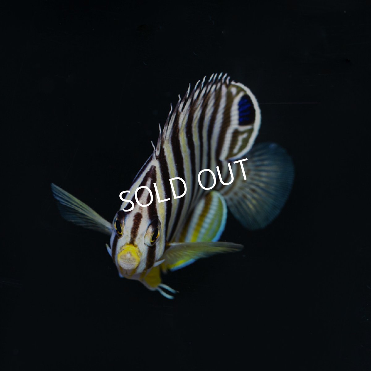 画像4: シマヤッコ マーシャル (4)