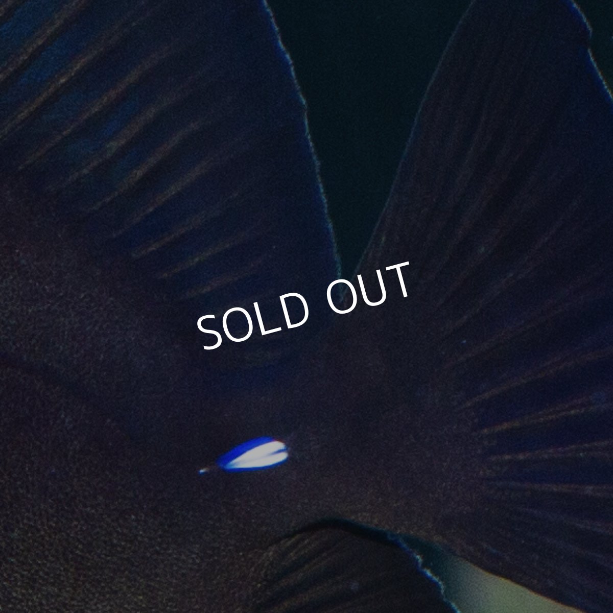 画像4: お問い合せページ (4)