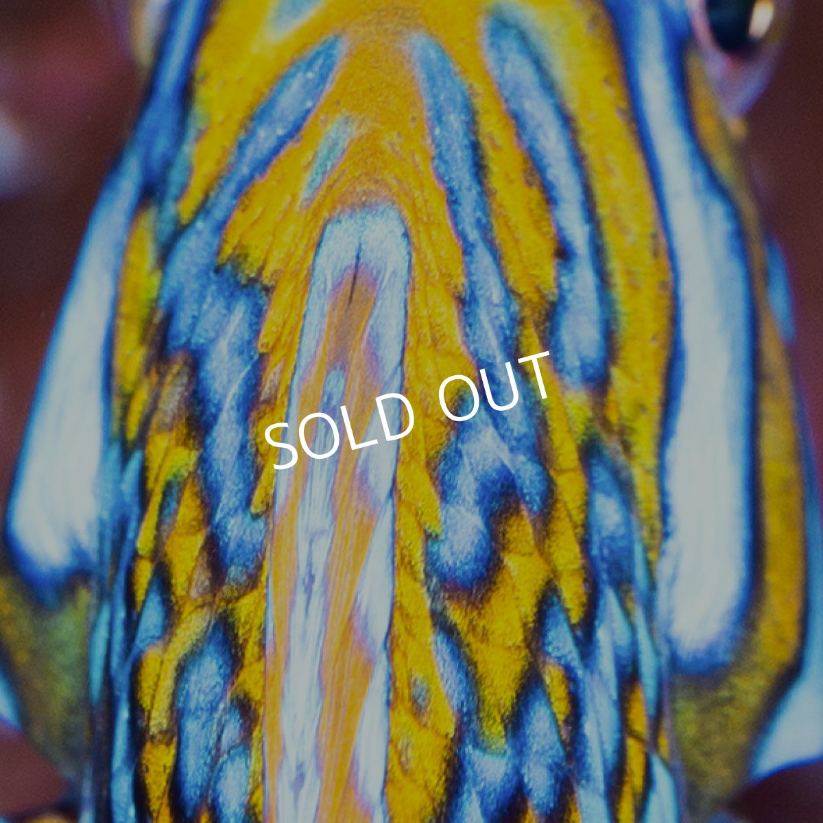 画像6: レナーズラス (6)