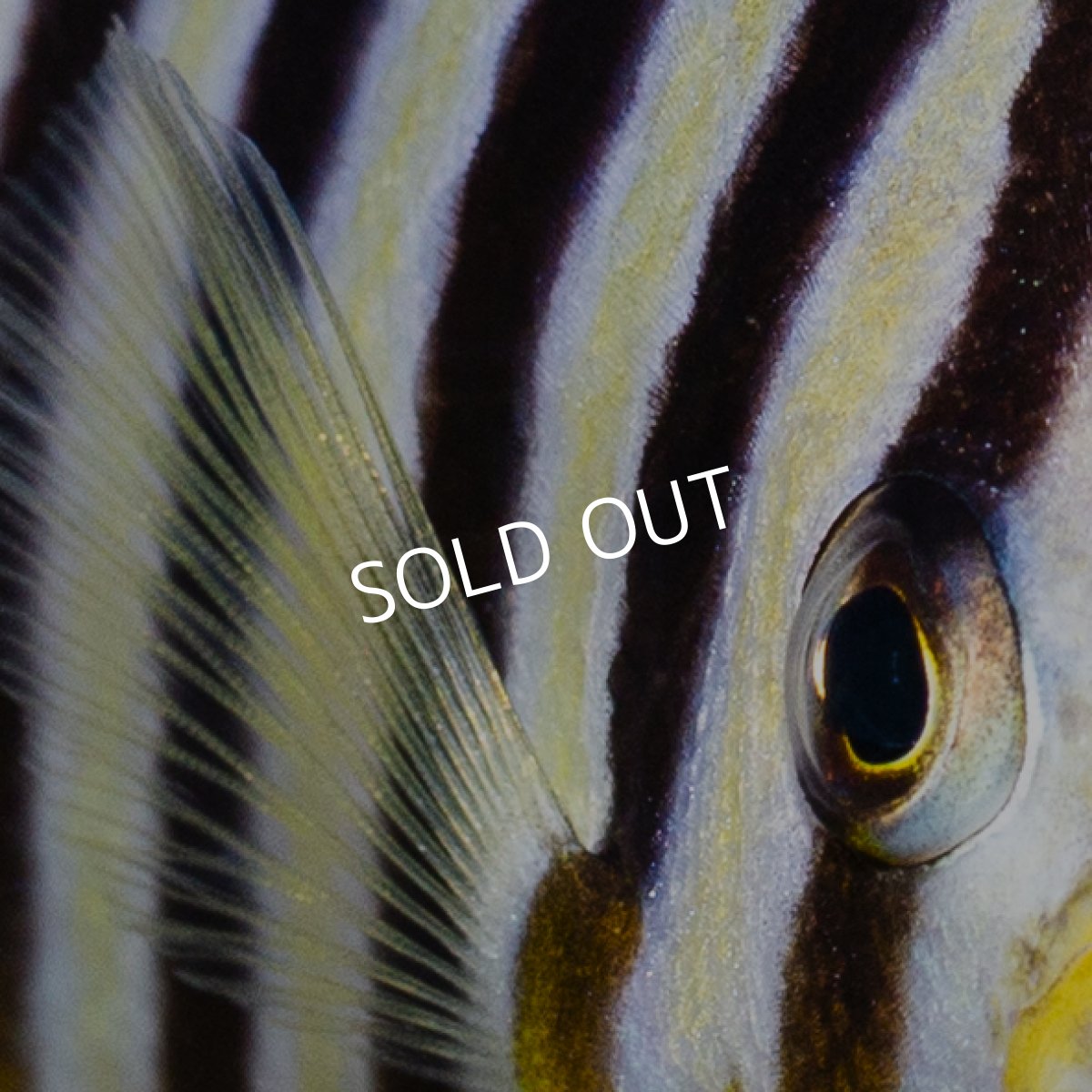 画像2: シマヤッコ マーシャル (2)