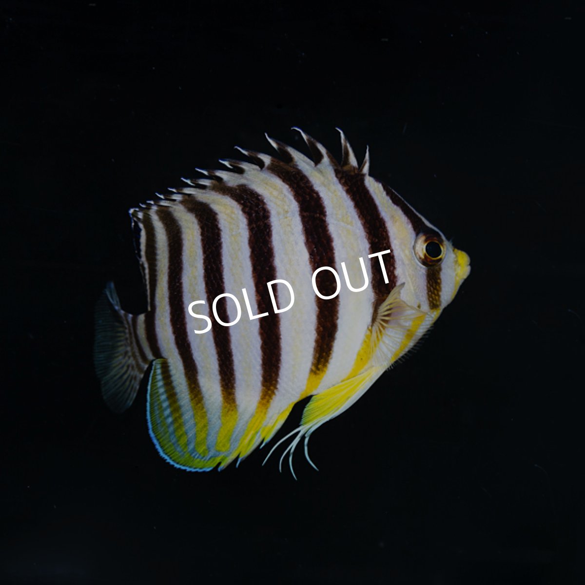 画像3: シマヤッコ マーシャル (3)