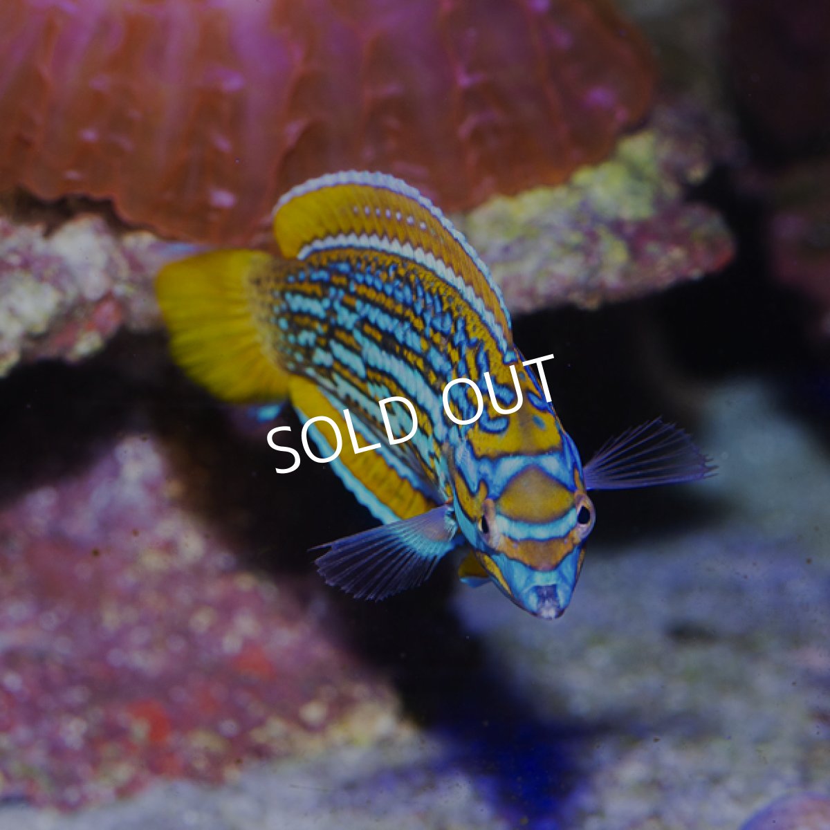 画像2: レナーズラス (2)