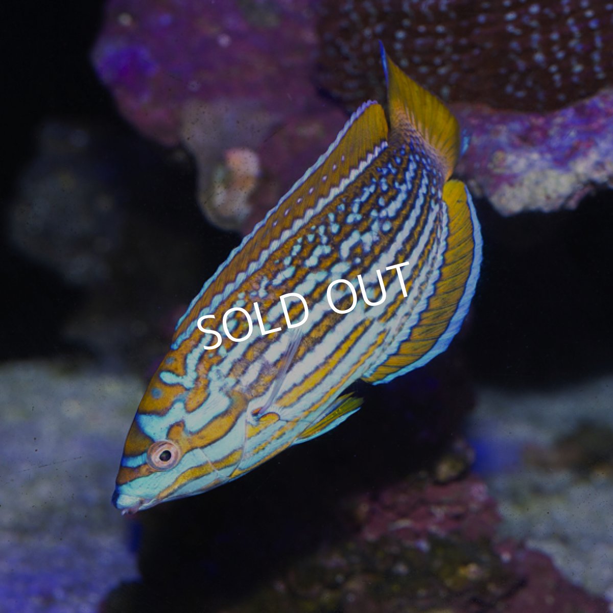 画像4: レナーズラス (4)