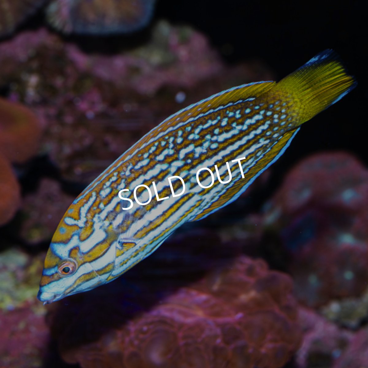 画像5: レナーズラス (5)