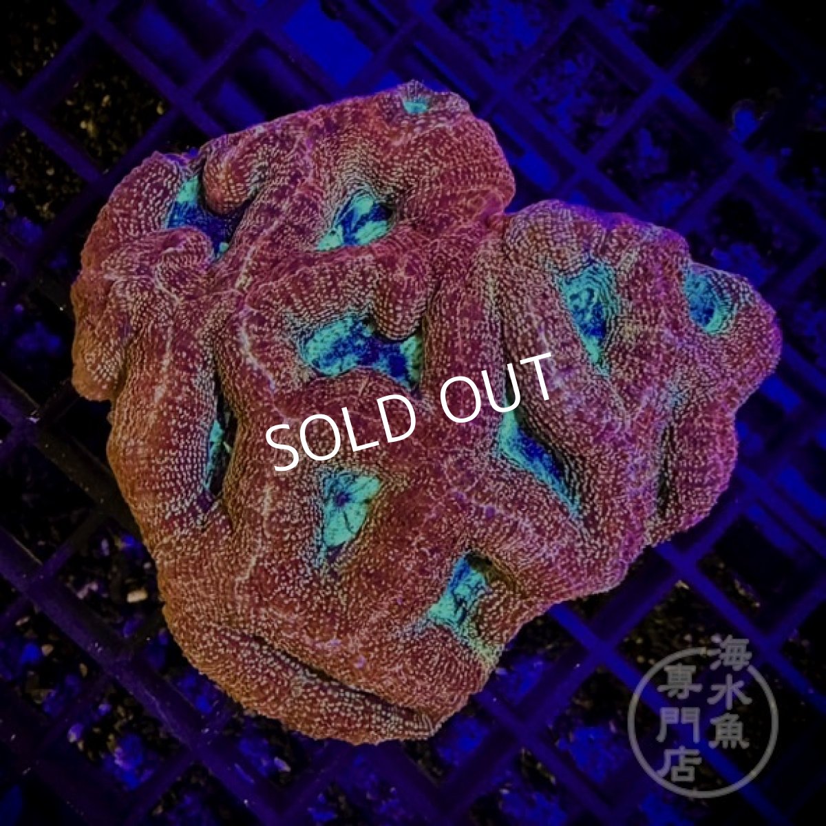 画像1: 【SALE】IF H.bowerbanki  (1)