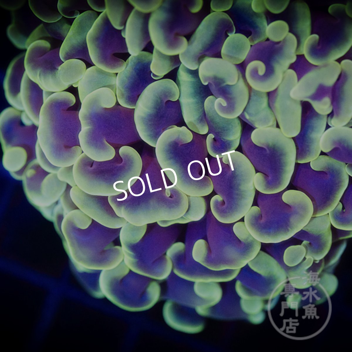 画像2: 【SALE】IF ナガレハナサンゴ　CUSTOM Yellow Tip (2)