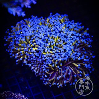 IF ナガレハナサンゴ Gold Stem/Pink No.1 - 海水魚専門店 ceppo