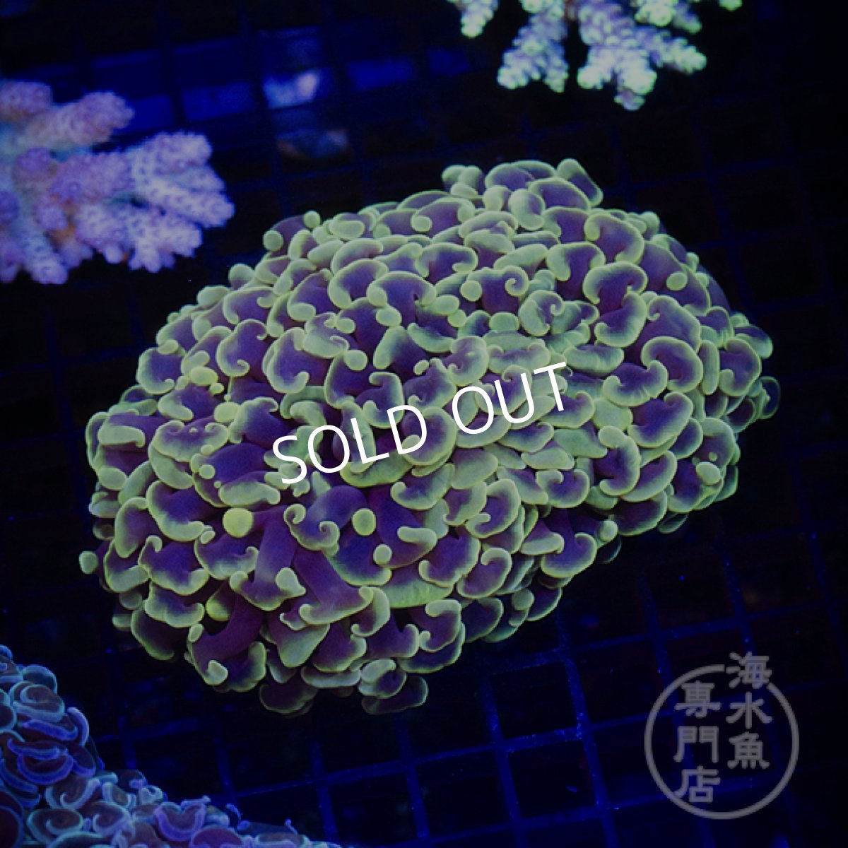 画像4: 【SALE】IF ナガレハナサンゴ　CUSTOM Yellow Tip (4)