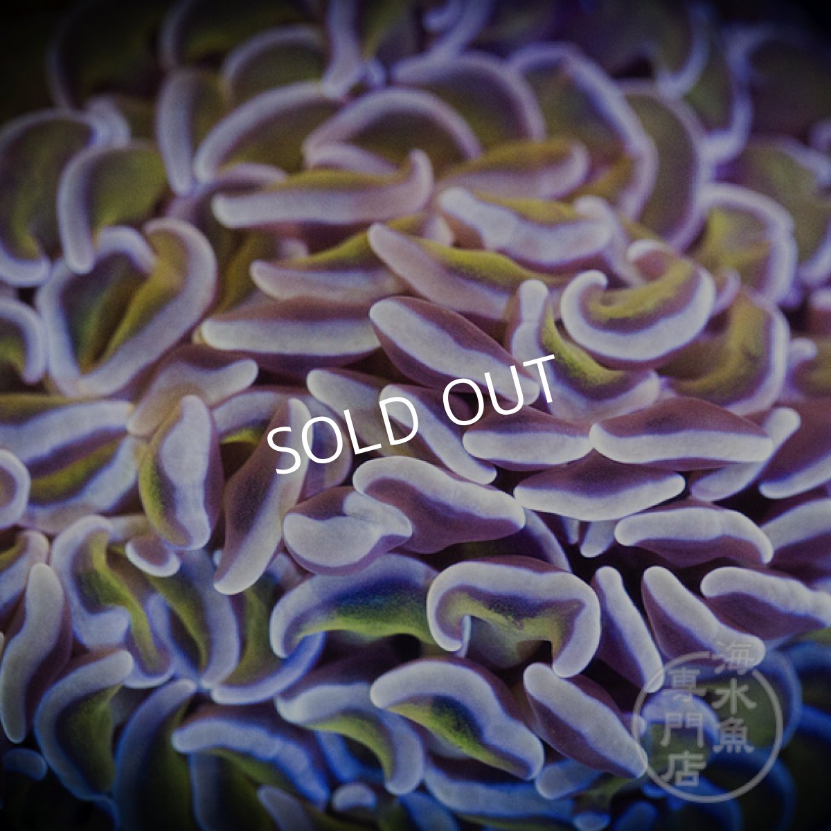 画像2: IF ナガレハナサンゴ Gold Stem/Pink No.2 (2)