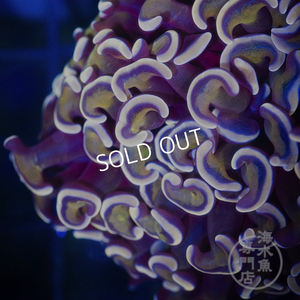 画像3: IF ナガレハナサンゴ Gold Stem/Pink No.3 (3)