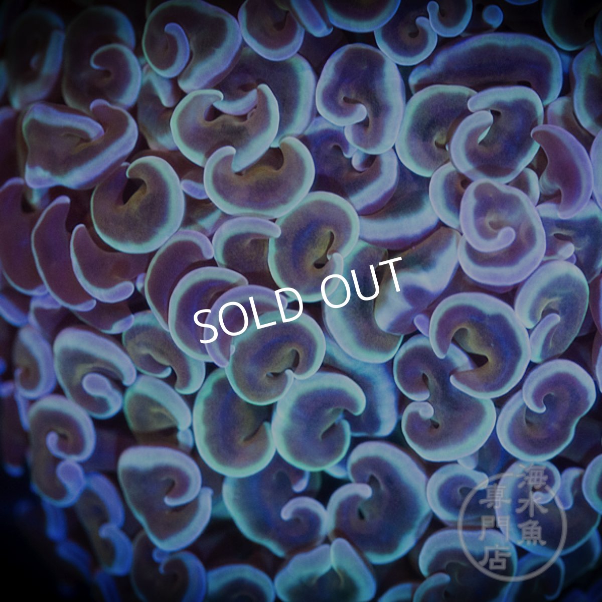 画像3: IF ナガレハナサンゴ Gold Stem/Pink No.1 (3)