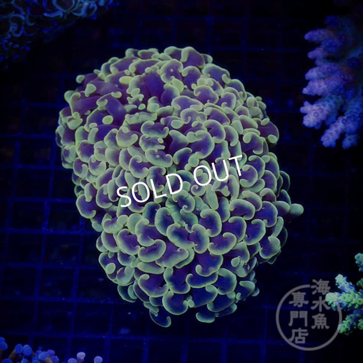 画像1: 【SALE】IF ナガレハナサンゴ　CUSTOM Yellow Tip (1)