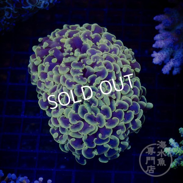 SALE】IF ナガレハナサンゴ CUSTOM Yellow Tip - 海水魚専門店 ceppo