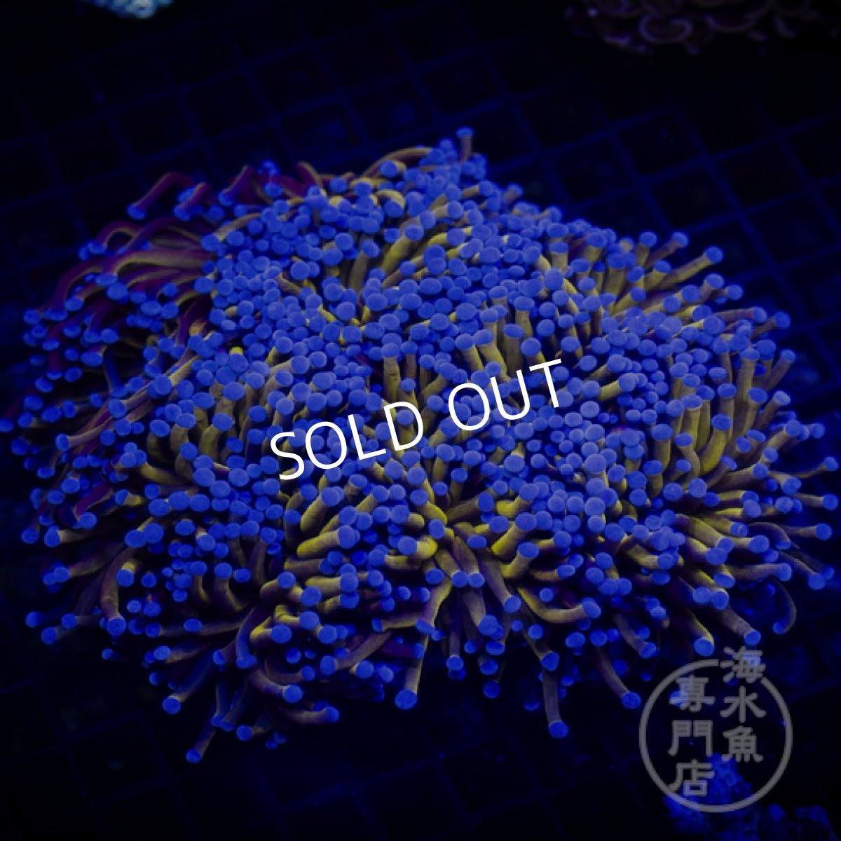 画像4: 【SALE】IF Gold Torch L (4)