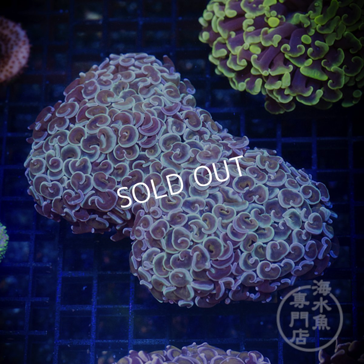 画像2: IF ナガレハナサンゴ Gold Stem/Pink No.1 (2)