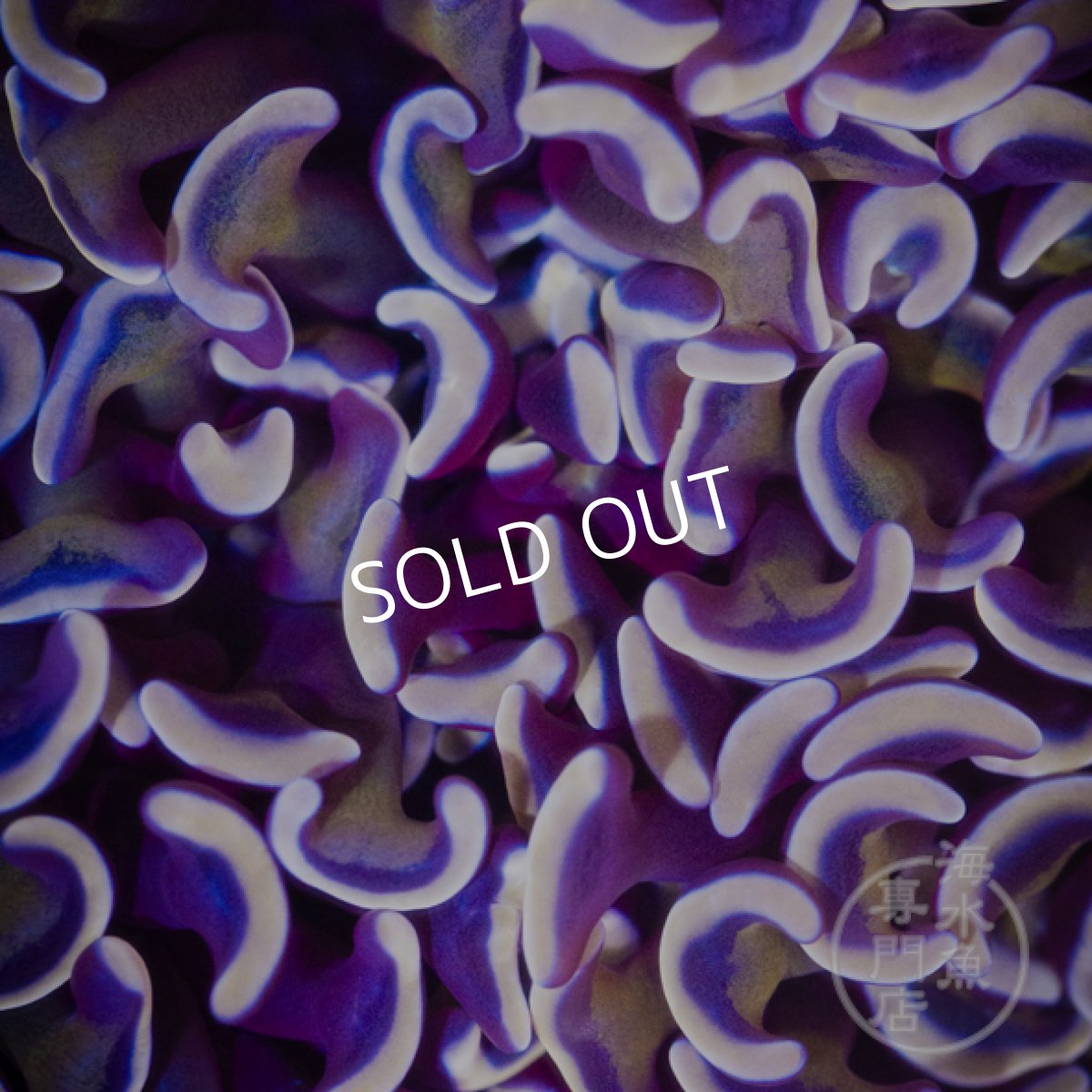 画像2: IF ナガレハナサンゴ Gold Stem/Pink No.3 (2)