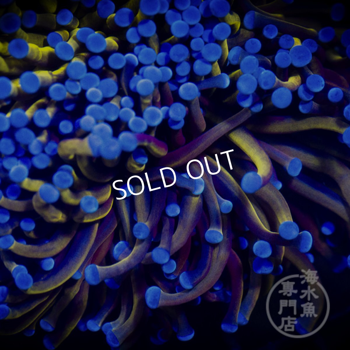 画像2: 【SALE】IF Gold Torch L (2)