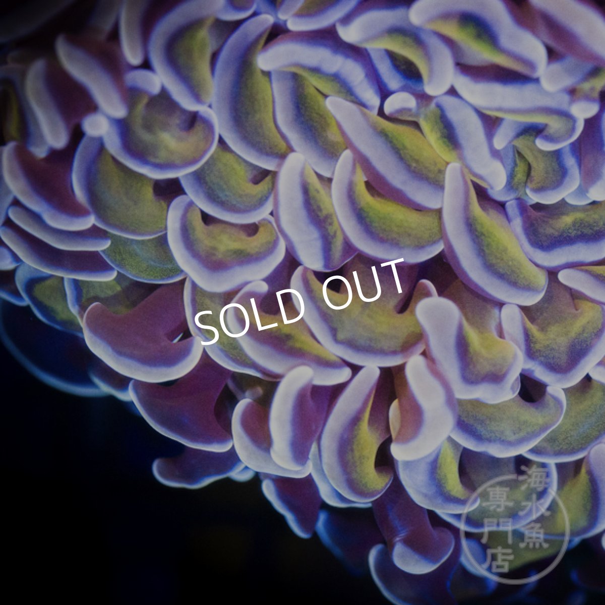 画像3: IF ナガレハナサンゴ Gold Stem/Pink No.2 (3)