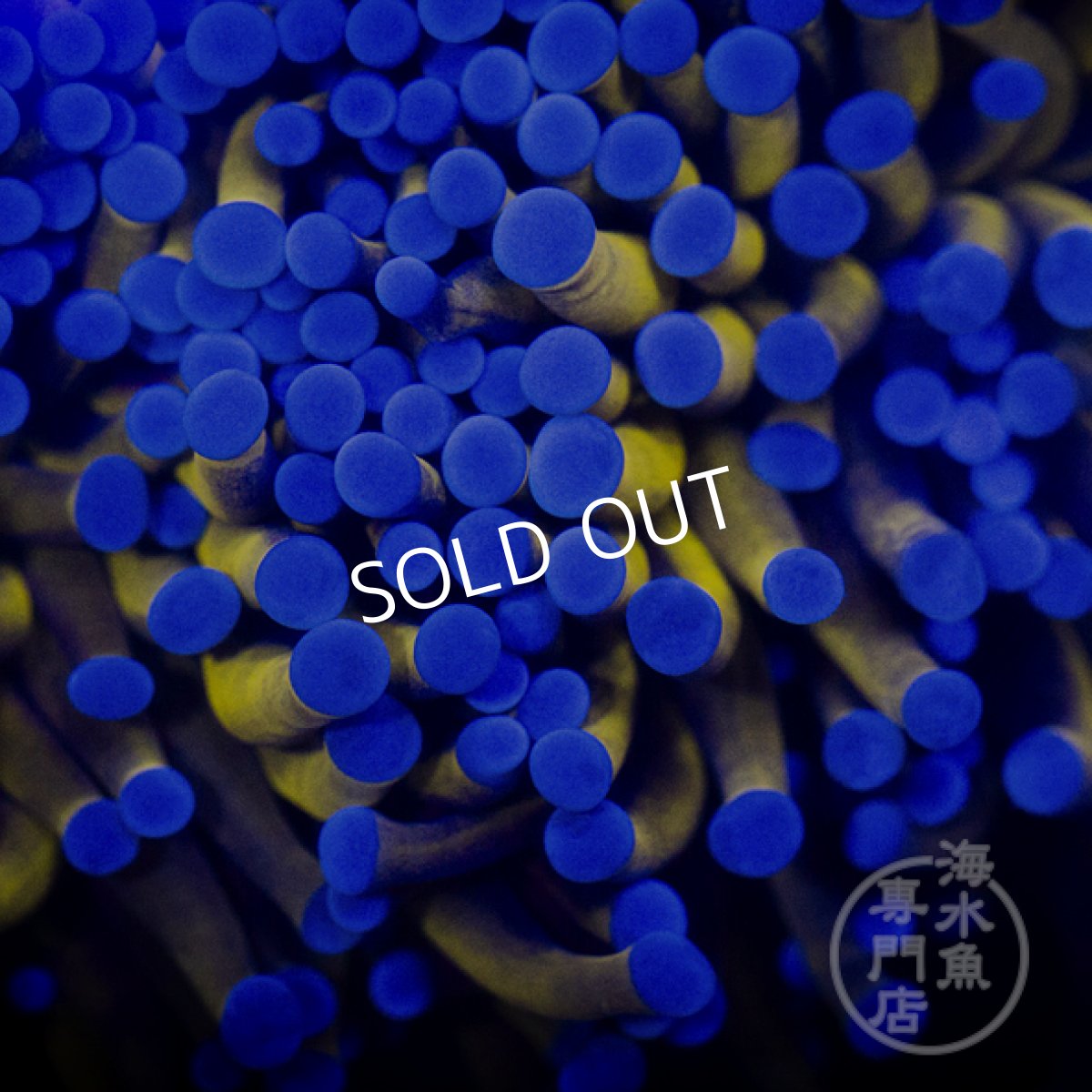 画像3: 【SALE】IF Gold Torch L (3)