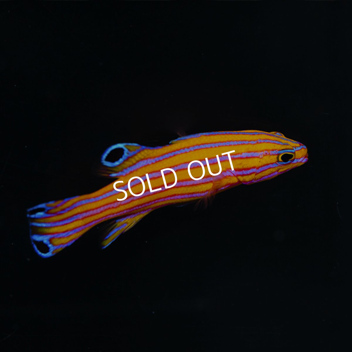 画像3: キャンディバスレット (3)