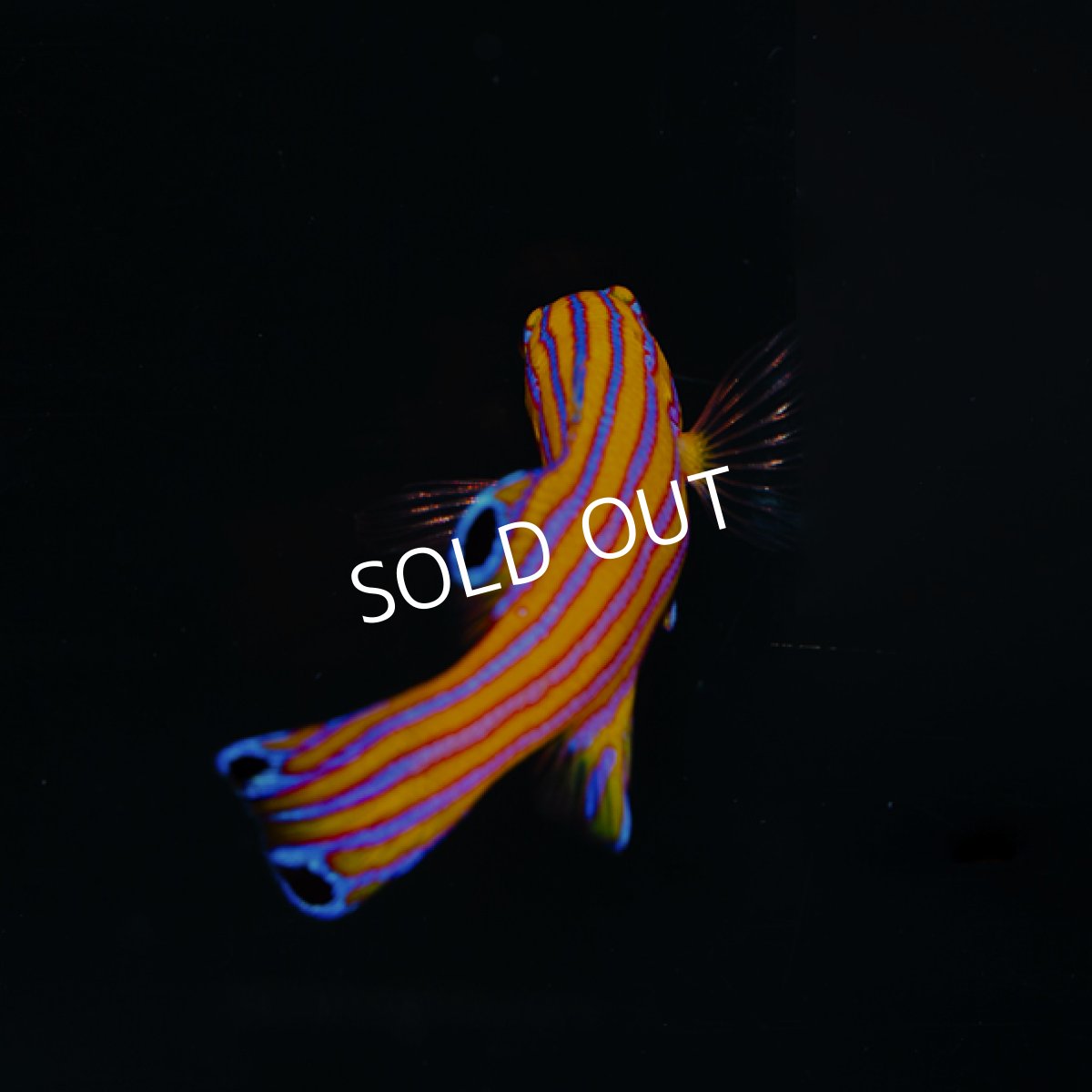 画像2: キャンディバスレット (2)