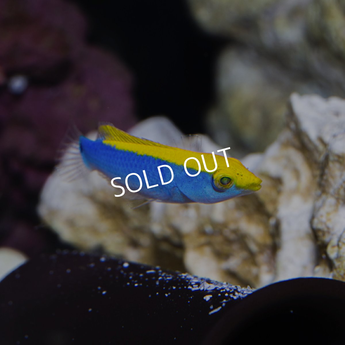 画像2: イエローチークラス (2)