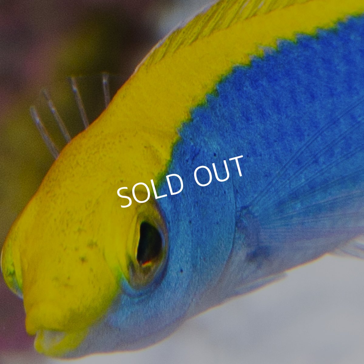 画像3: イエローチークラス (3)