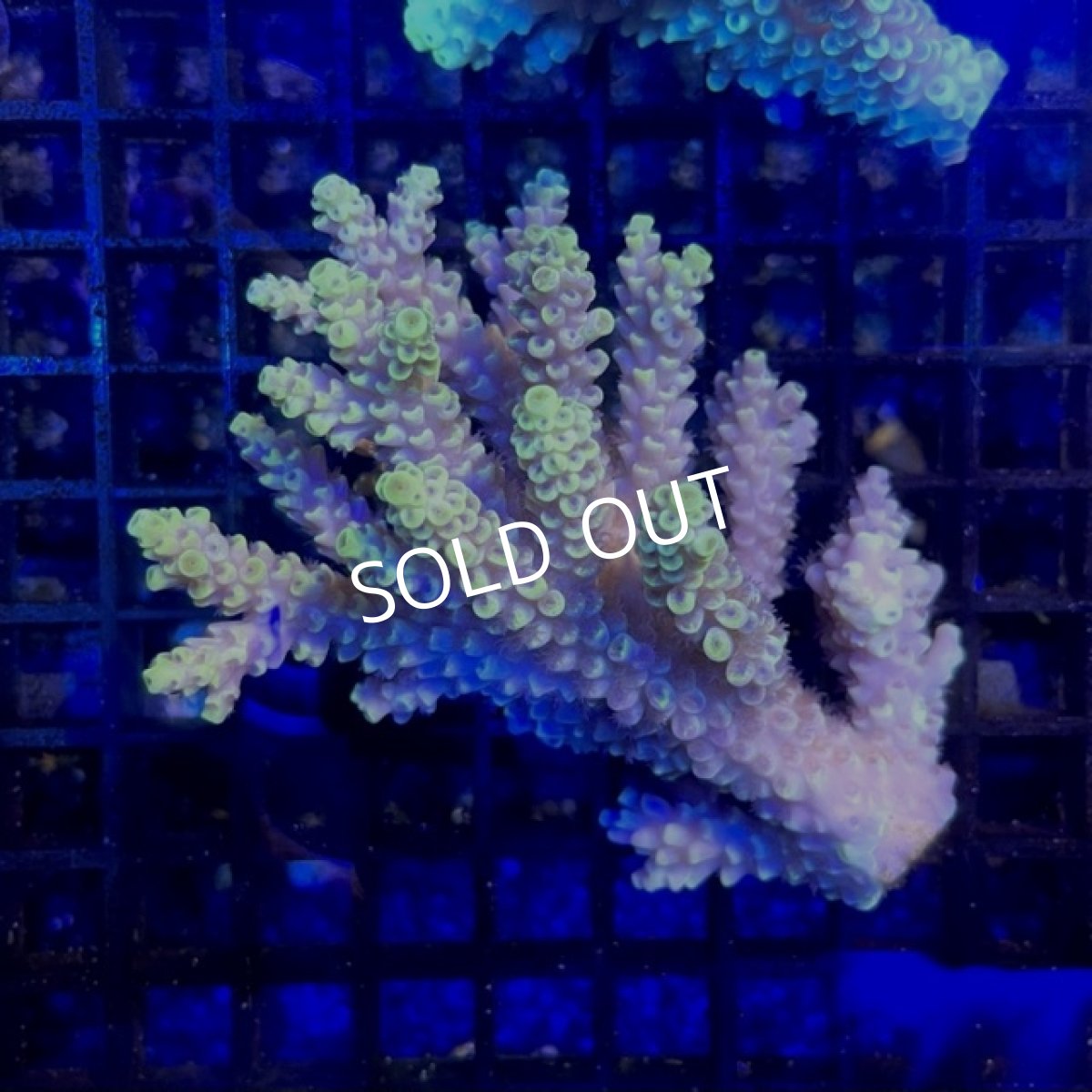 画像1: 【SALE】MK Acropora  sp. (1)