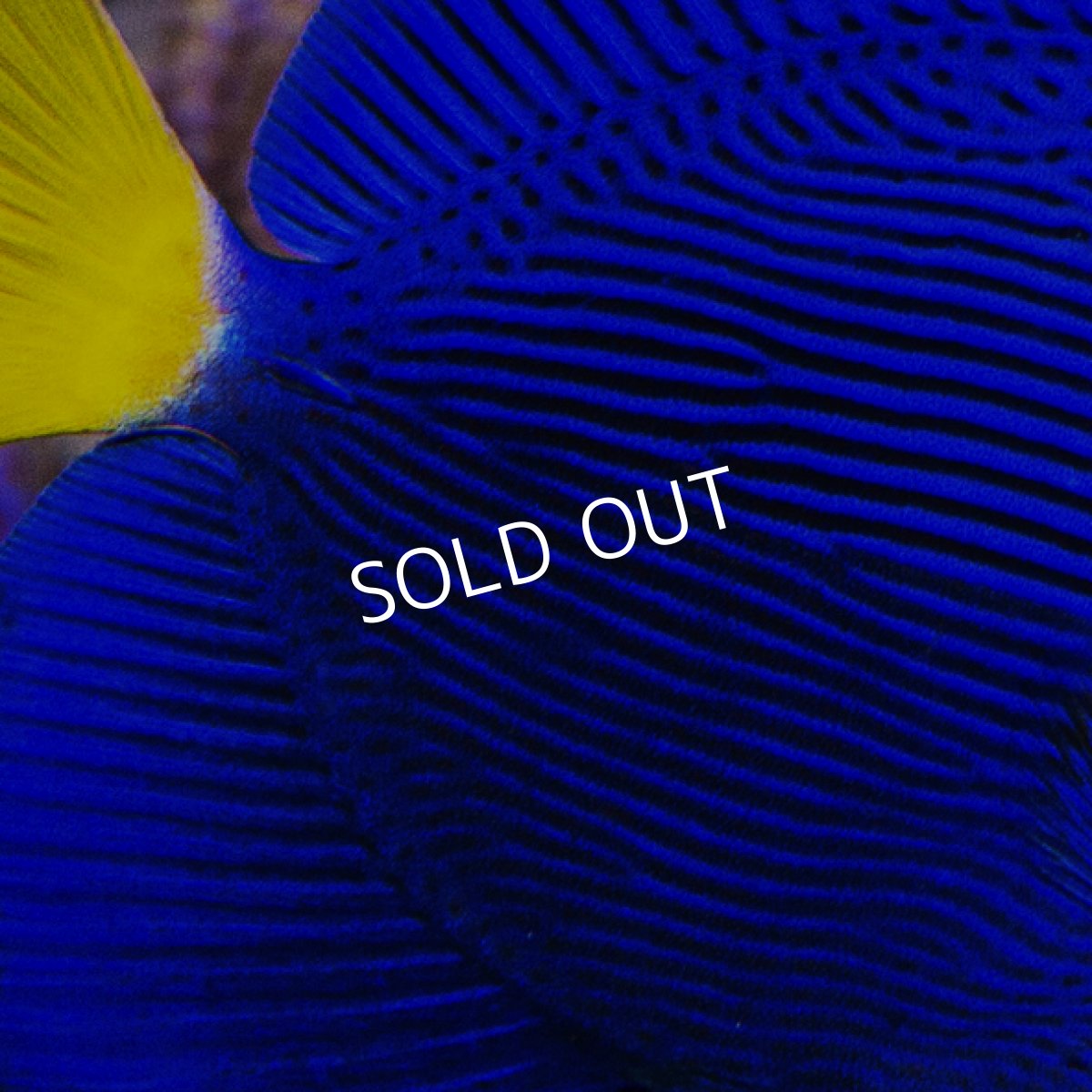 画像3: パープルタン M (3)