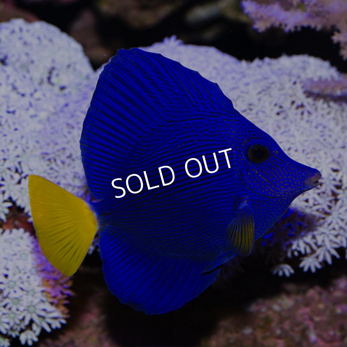 画像2: パープルタン M (2)