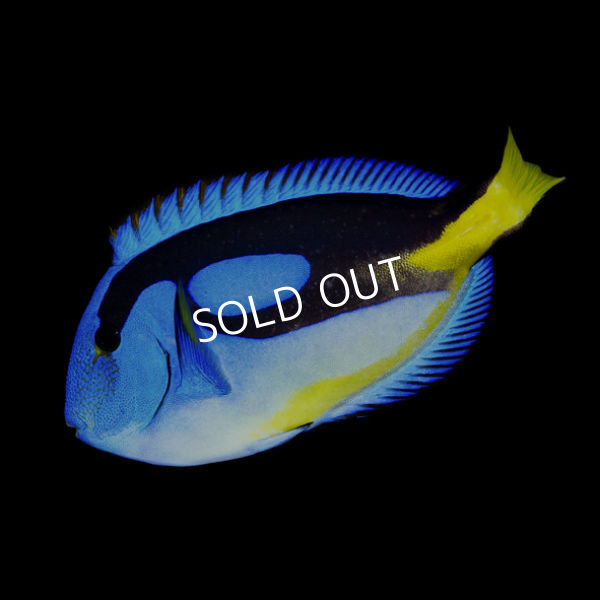 画像2: ナンヨウハギ イエローベリータイプ (2)