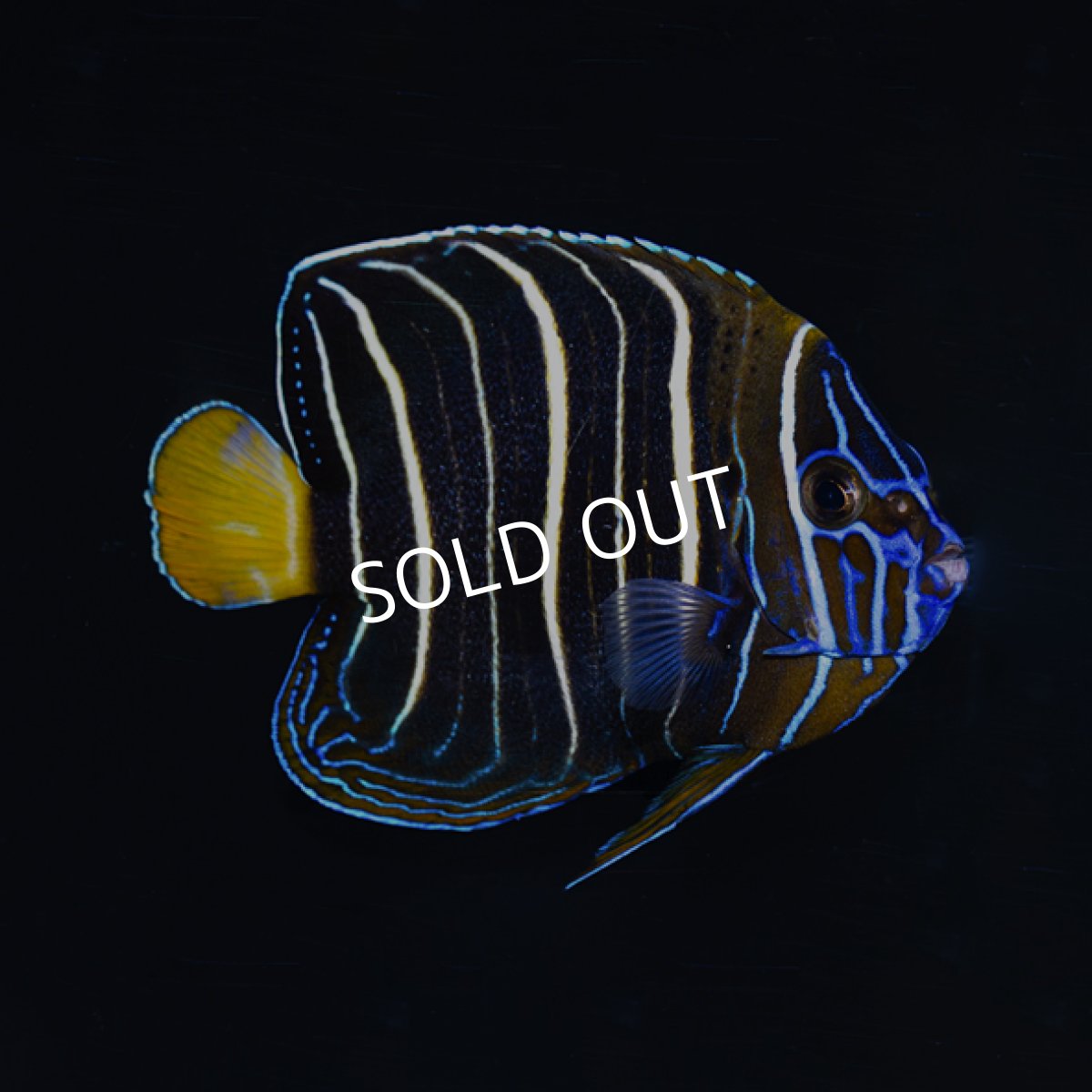 画像3: イヤースポットエンゼル (3)